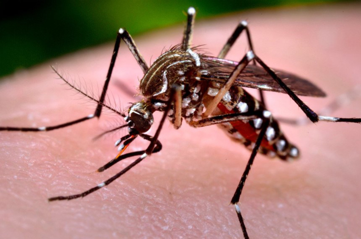 casos-dengue-parana casos-dengue-parana