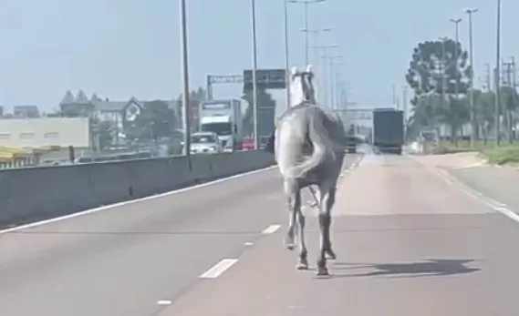 cavalo-fazenda-rio-grande