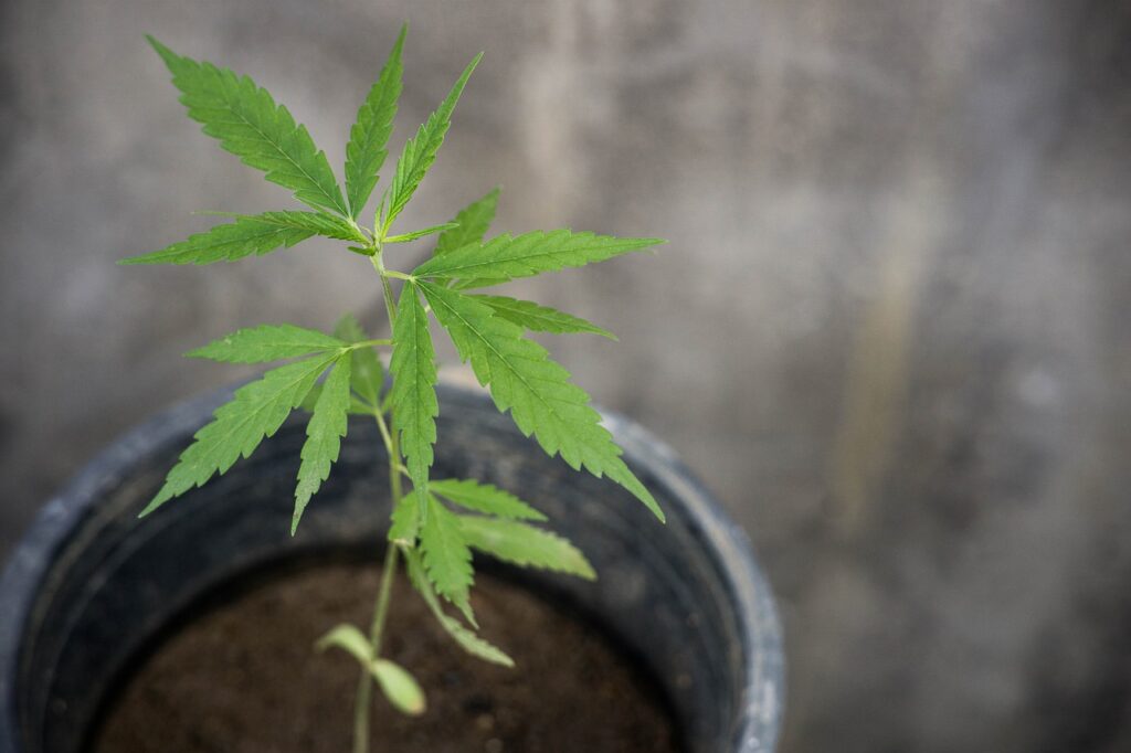 cbd-4558398_1280