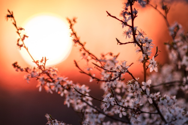 close-de-uma-flor-de-damasco-com-um-belo-por-do-sol-a-noite_181624-22358