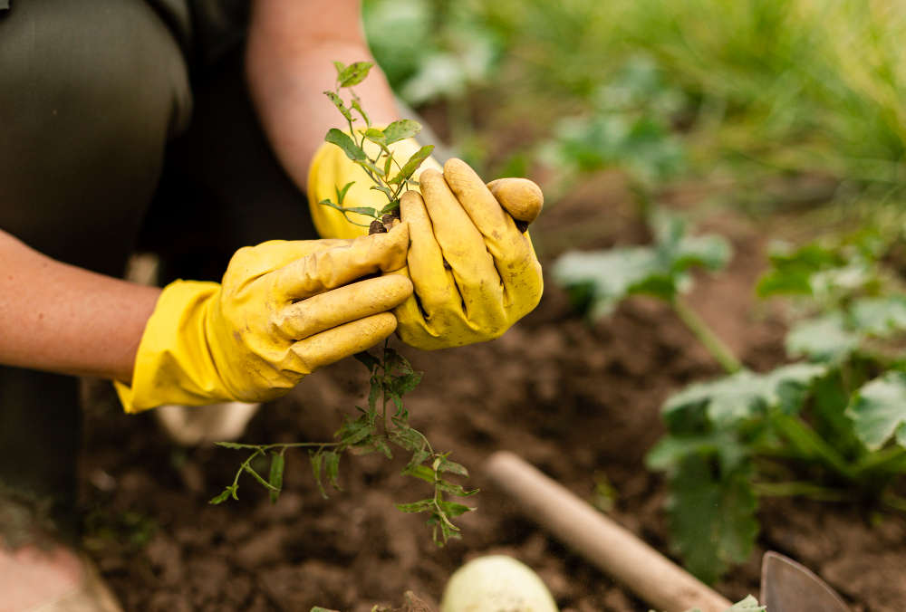 close-up-woman-harvesting-in-garden