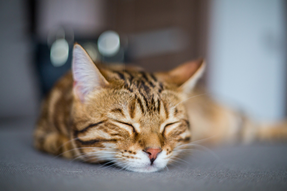 closeup-of-a-cute-bengal-cat-sleeping-on-the-floor