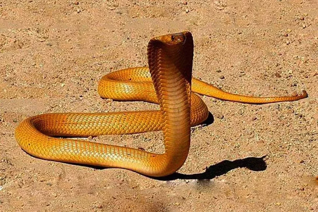 cobre sobe em piloto de avião