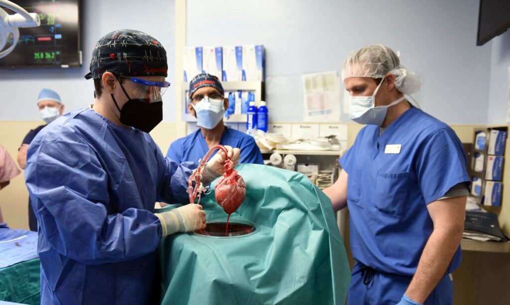 coracao-porco-transplante