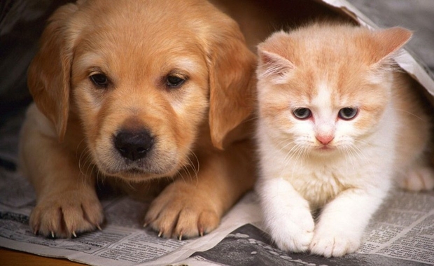 cuidado-pets cuidado-pets