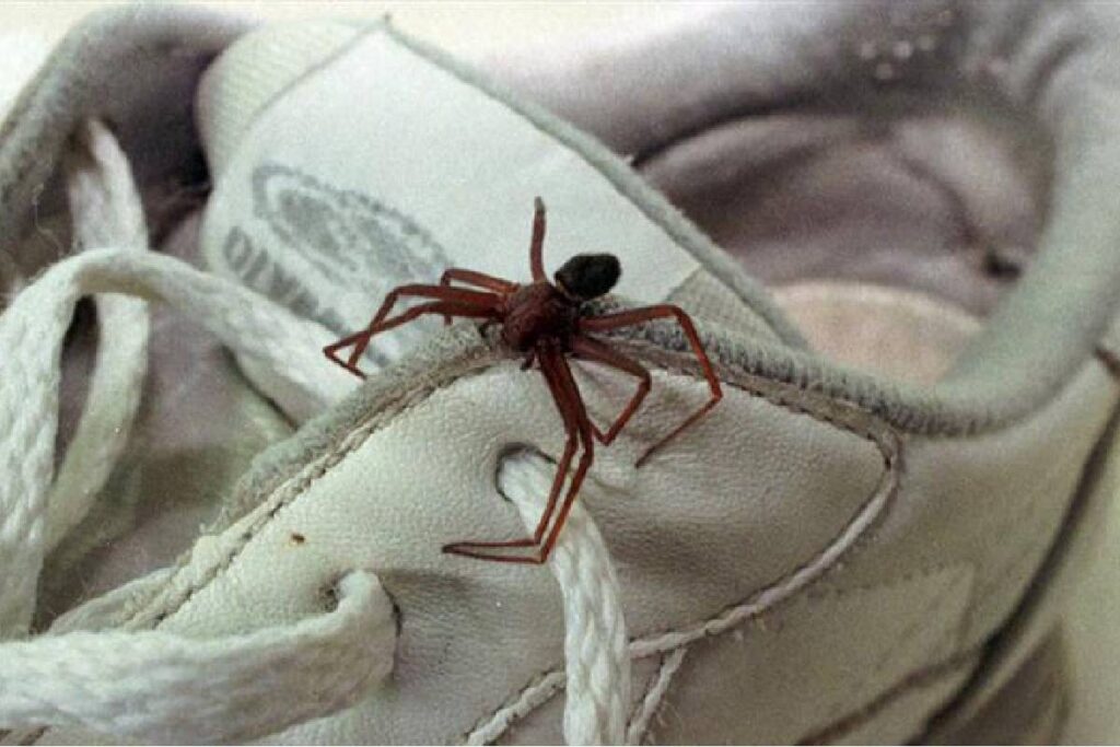 curitiba-acidentes-aranha-marrom curitiba-acidentes-aranha-marrom