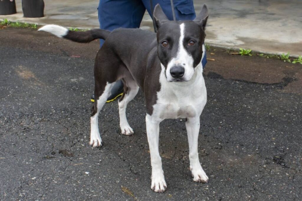 curitiba-adocao-cachorros