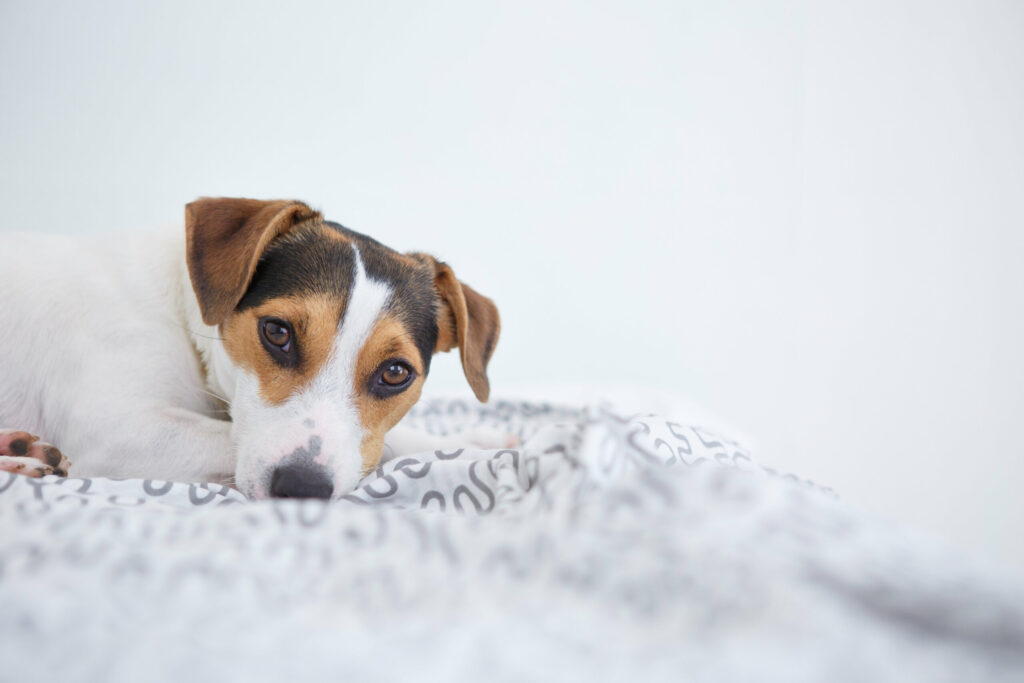 cute-pet-dog-lying-on-bed-2021-0-scaled cute-pet-dog-lying-on-bed-2021-0-scaled