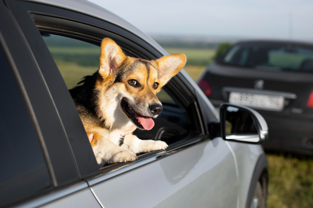 cute-smiley-dog-with-head-out-the-window cute-smiley-dog-with-head-out-the-window