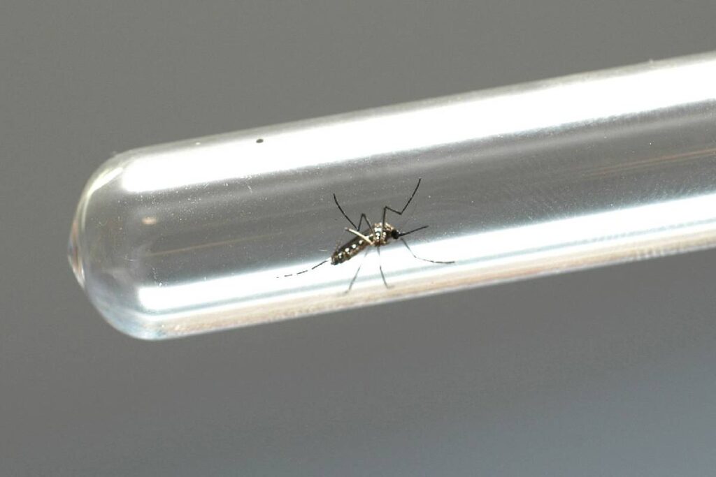 dengue-brasil dengue-parana