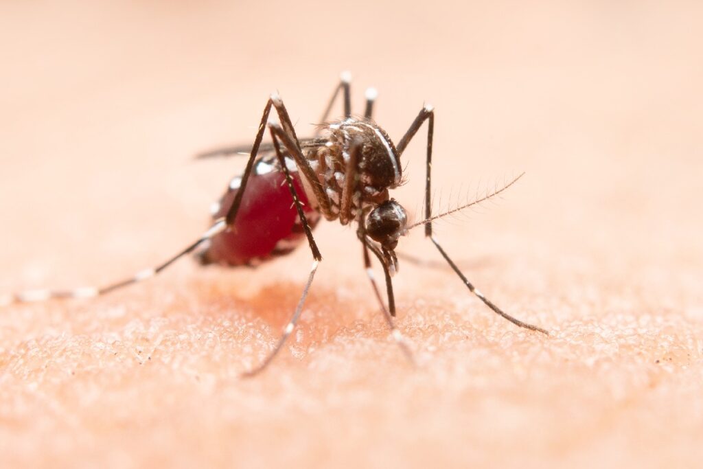dengue-curitiba dengue-curitiba