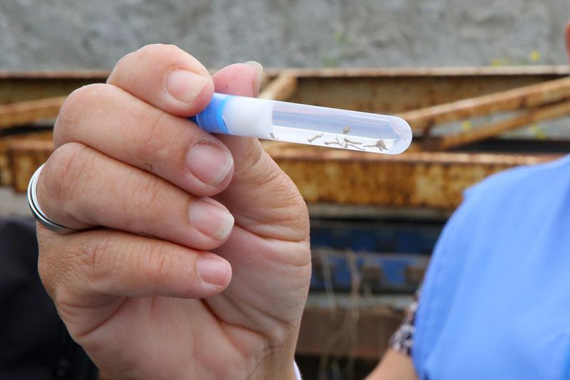 dengue-curitiba-mosquito
