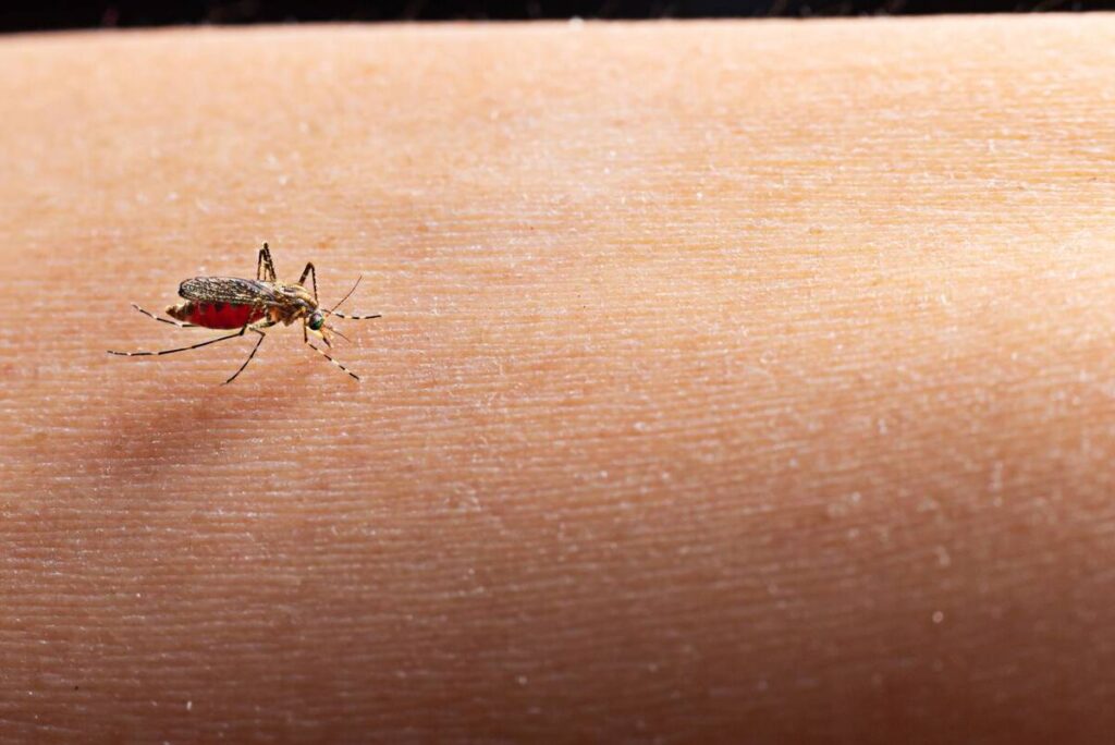 dengue-no-parana dengue-no-parana