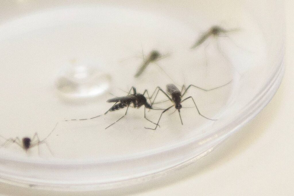 dengue-no-parana-periodo-epidemiologico dengue-no-parana-periodo-epidemiologico
