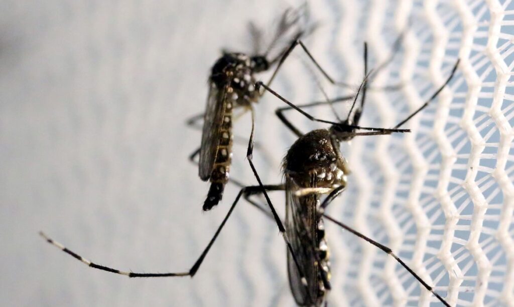 Mosquitos de Aedes aegypti são vistos no laboratório da Oxitec em Campinas Mosquitos de Aedes aegypti são vistos no laboratório da Oxitec em Campinas