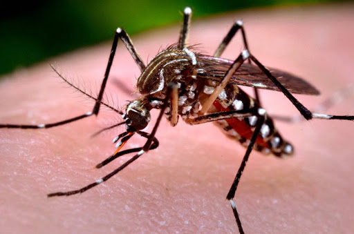 dengue-pr-aen dengue-pr-aen