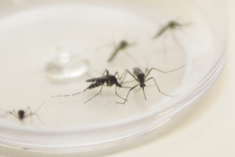 Mosquito Aedes aegypti. Curitiba, 04/12/2015. Foto: Pedro Ribas/ANPr Mosquito Aedes aegypti. Curitiba, 04/12/2015. Foto: Pedro Ribas/ANPr