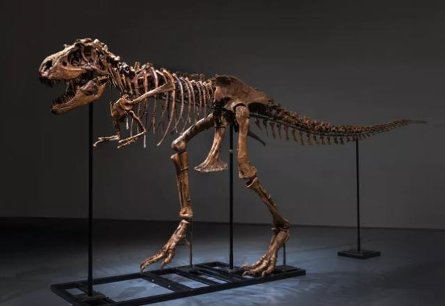 dinossauro-venda-esqueleto dinossauro-venda-esqueleto