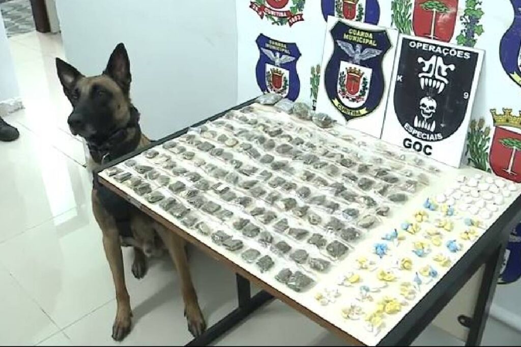 droga-apreendida-cic droga-apreendida-cic