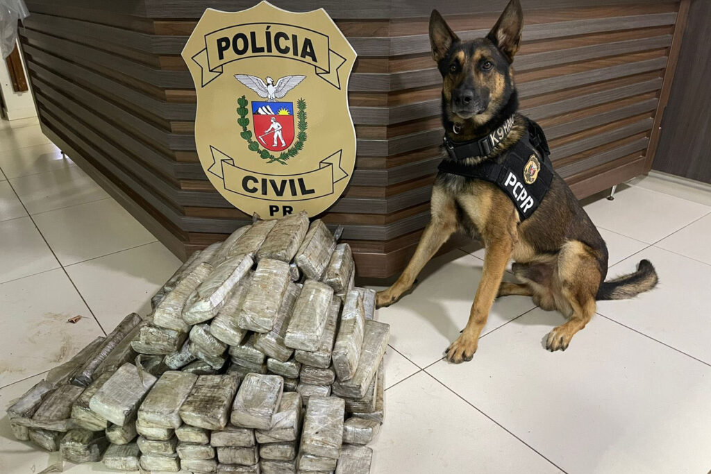 PCPR apreendeu 59 quilos de maconha em Pato Branco –