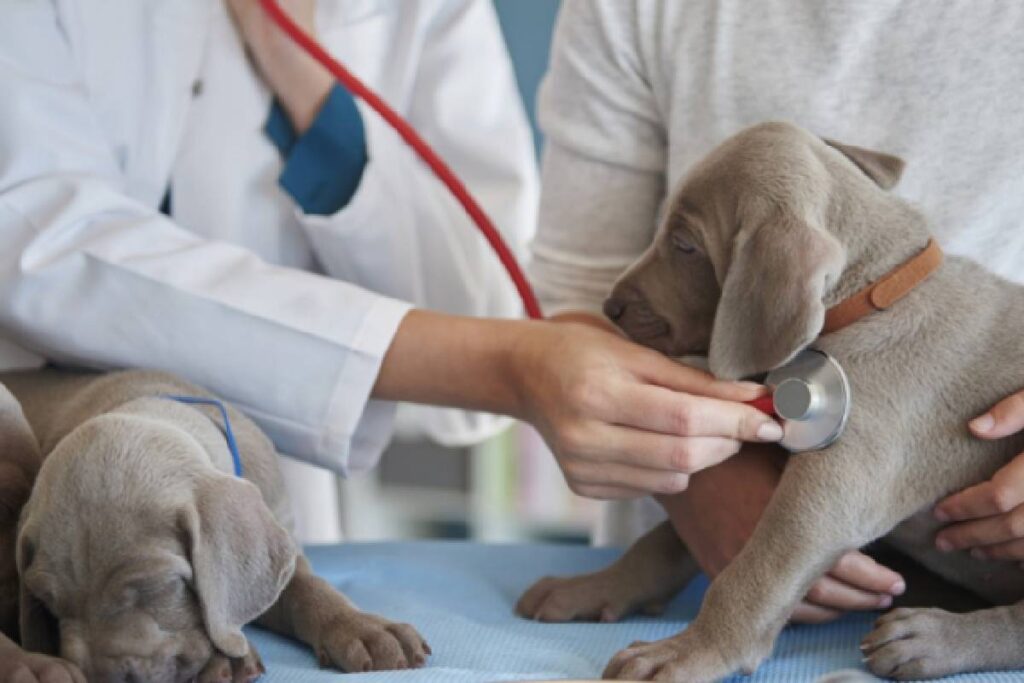 emergencias-veterinarias-fazenda-rio-grande emergencias-veterinarias-fazenda-rio-grande