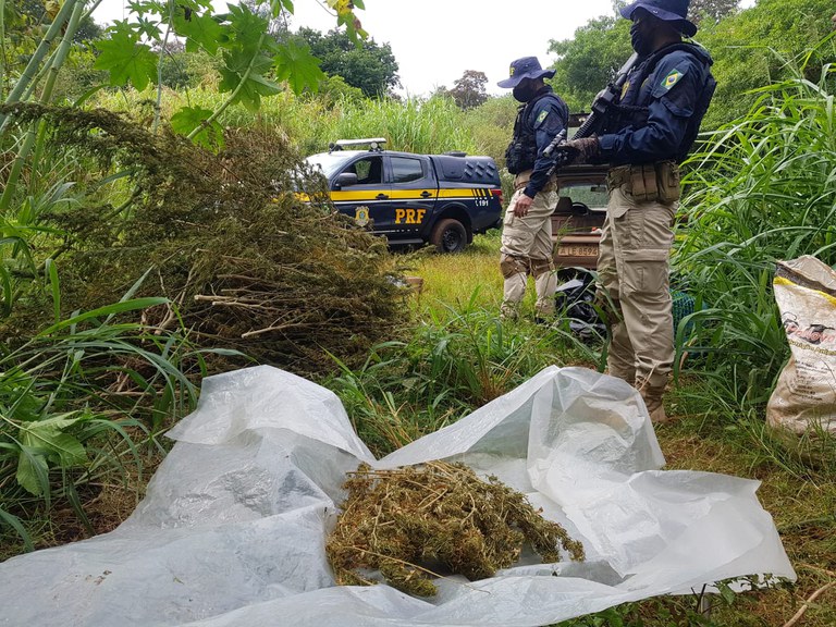 estoque-maconha Divulgação/PRF
