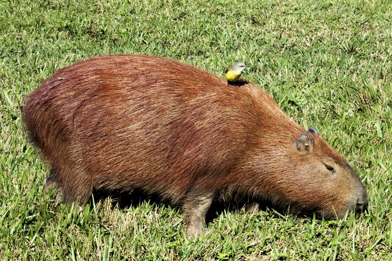 febre-maculosa-capivaras