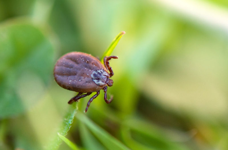 febre-maculosa-criancas febre-maculosa-criancas