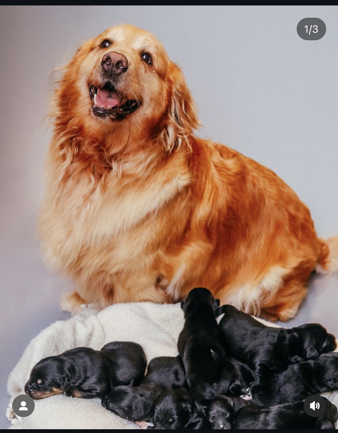 filhotes-golden-retriever-shih-tzu