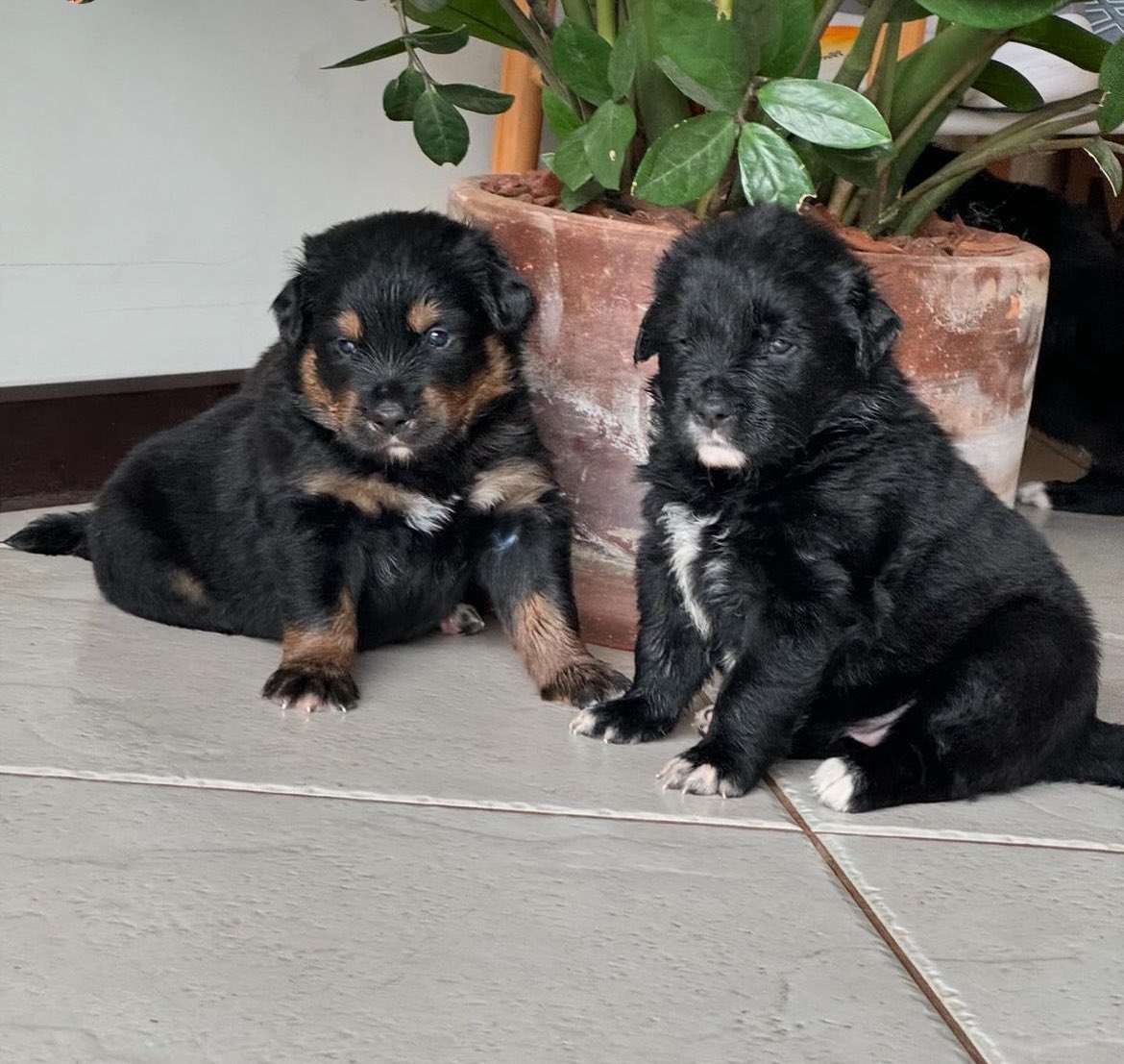 filhotes-golden-retriever-shih-tzu