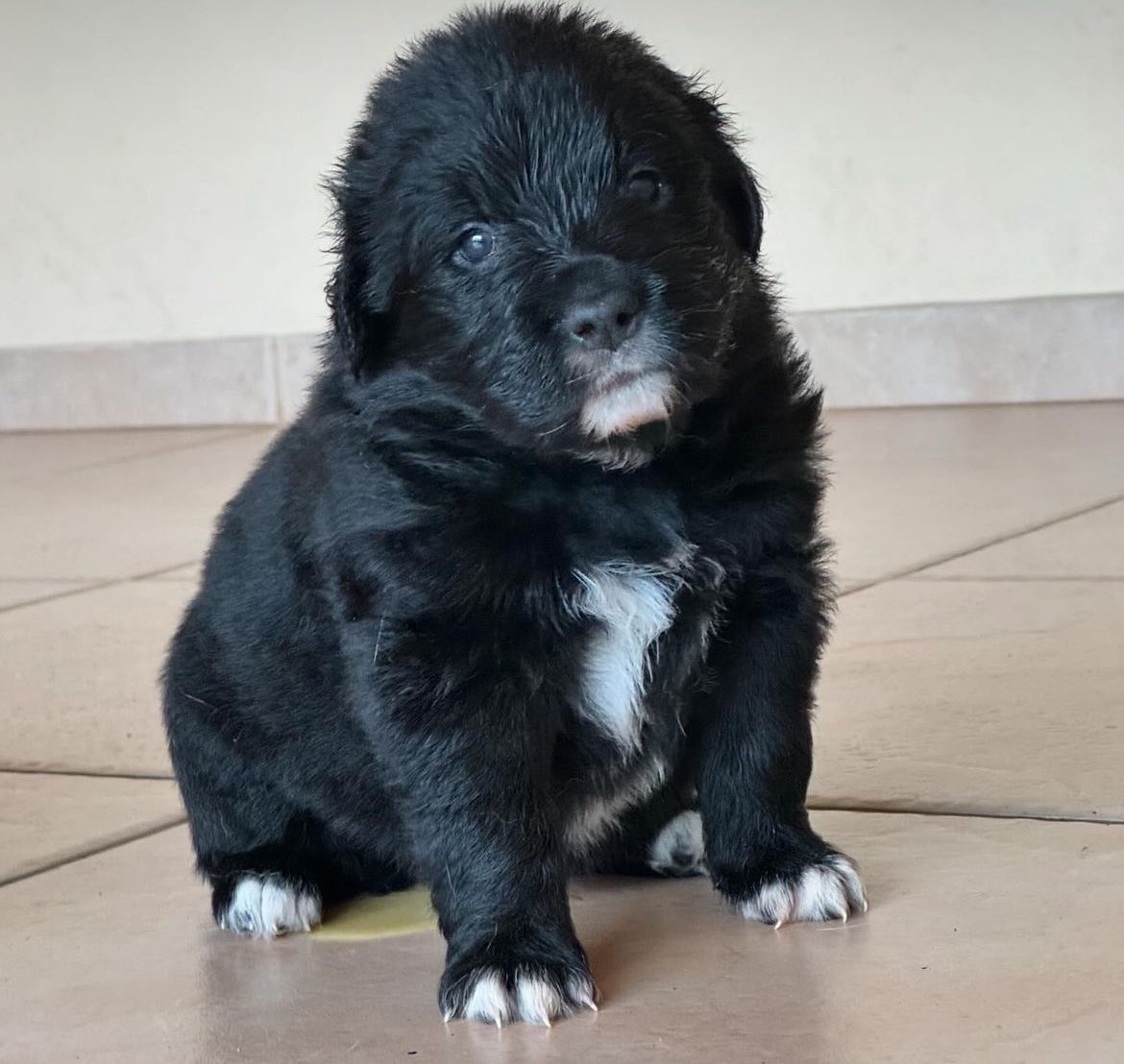 filhotes-golden-retriever-shih-tzu