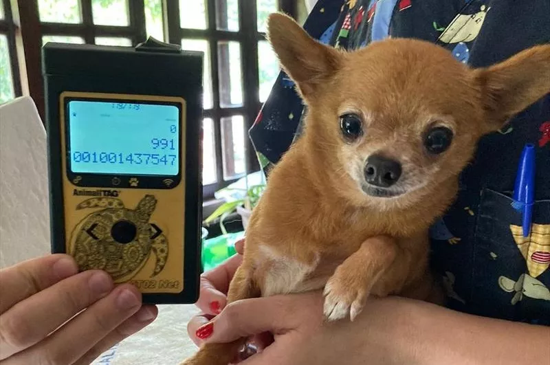 fiscalizacao-animais-curitiba