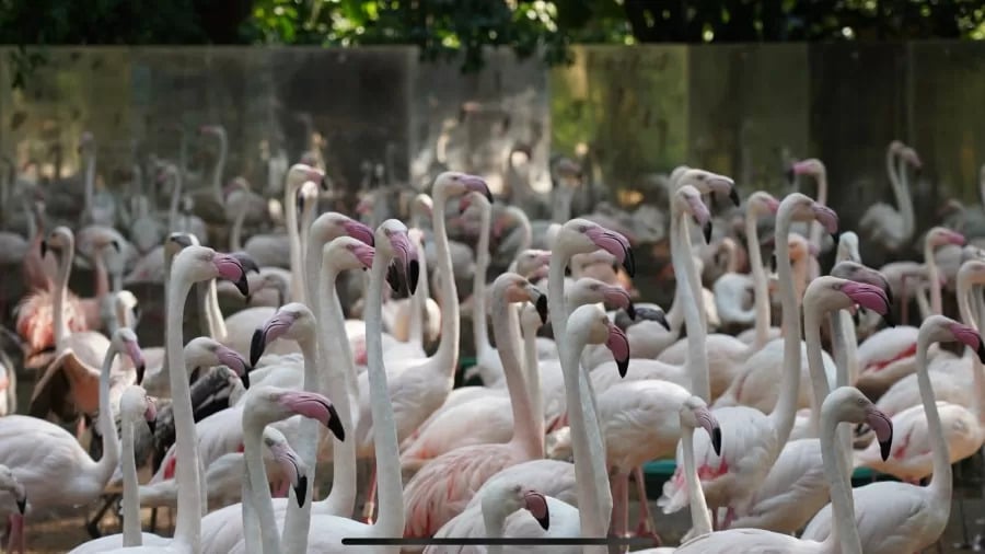 flamingos-parque-das-aves