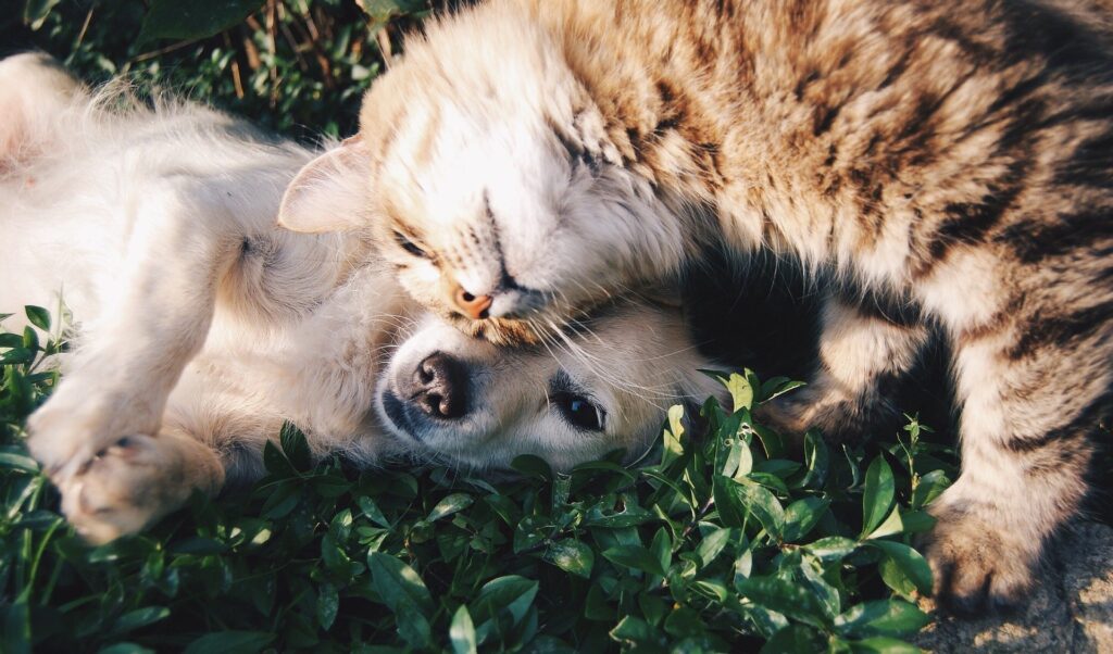 friends-g55a016871_1920