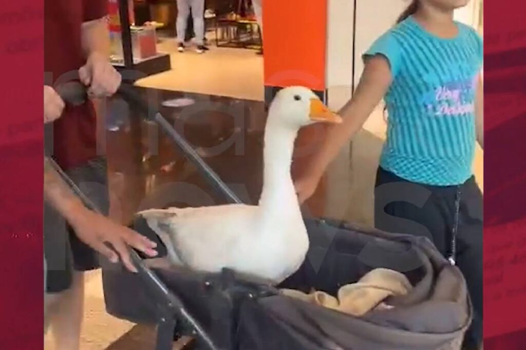 ganso-shopping-parana-ponta-grossa ganso-shopping-parana-ponta-grossa