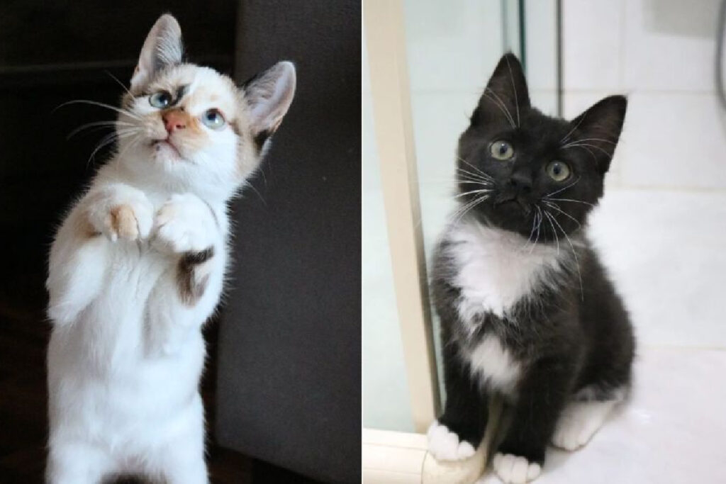gato-com-esporotricose gato-com-esporotricose
