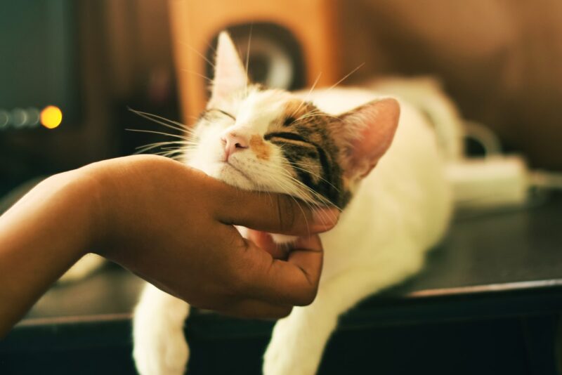 gato-e1625262051747