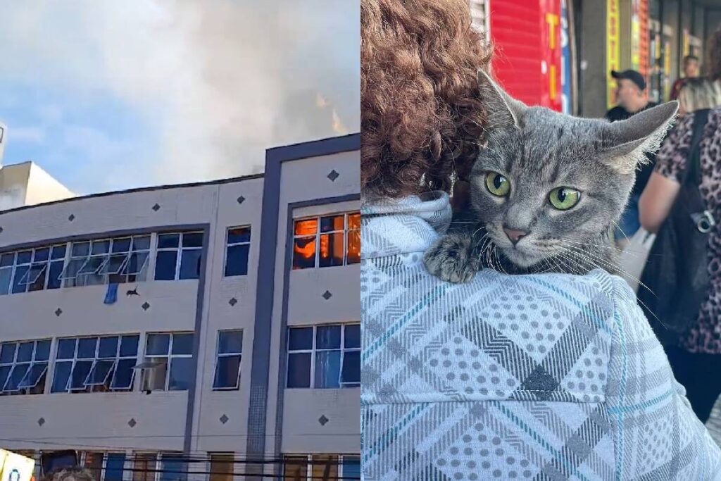 gato-incendio-pensao-curitiba