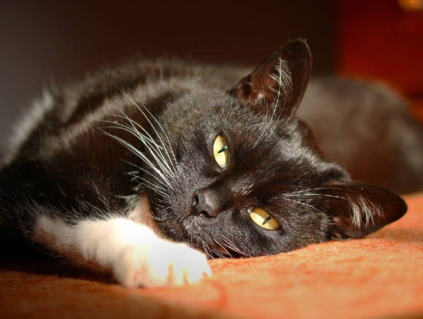 gato-mais-rico-do-mundo gato-mais-rico-do-mundo