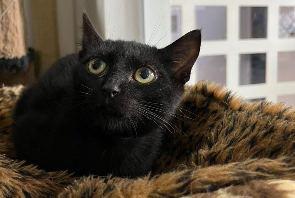 gato-preto-curitiba