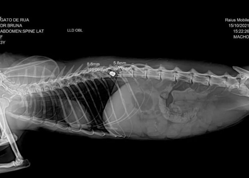 gato-projetil1-e1634580816469