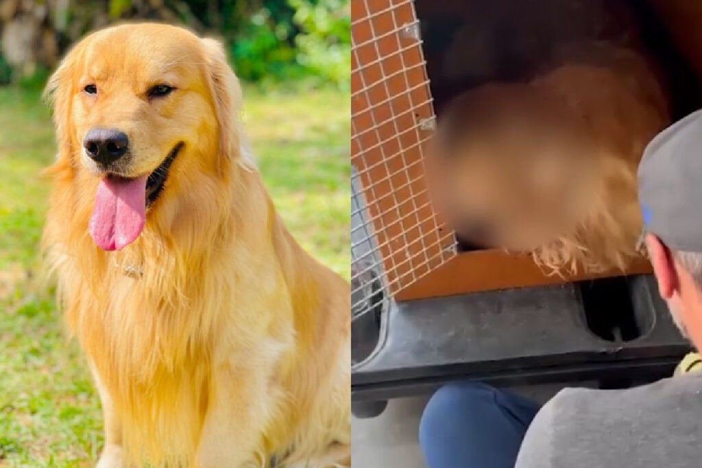 gol-cachorro-morreu