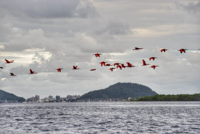 guaras-litoral-parana-e1673904933341 guaras-litoral-parana-e1673904933341
