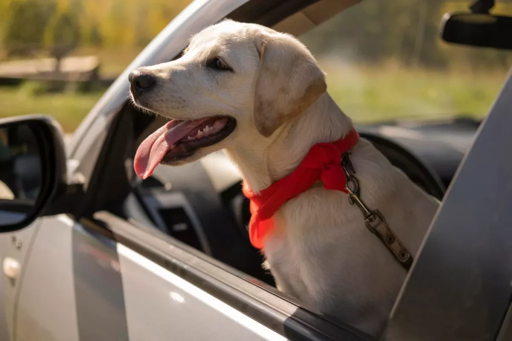 homem-coloca-cachorro-em-volante homem coloca cachorro em volante