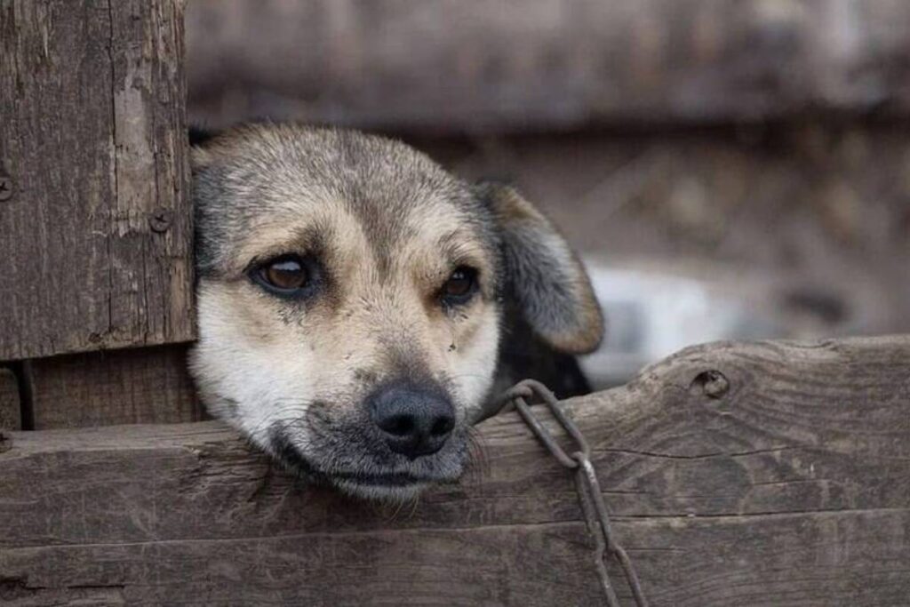 homens-indiciados-por-maus-tratos-animais