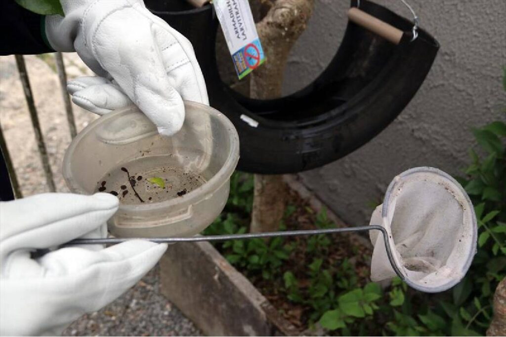 infestacao-aedes-aegypti-curitiba infestacao-aedes-aegypti-curitiba