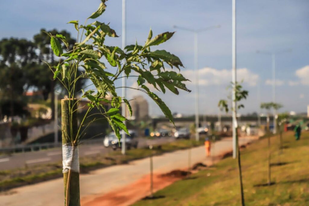 linha-verde-curitiba-ipes