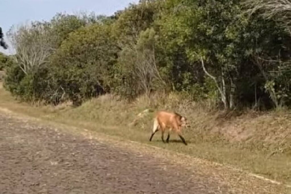lobo-guara-vila-velha
