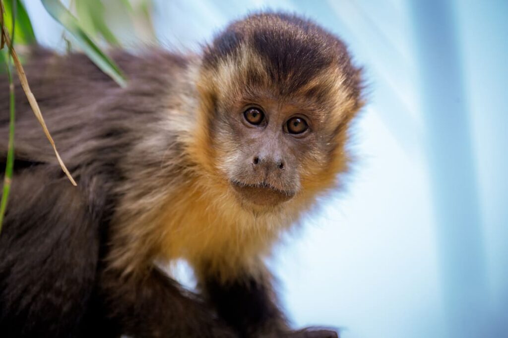 macaco-prego-parana