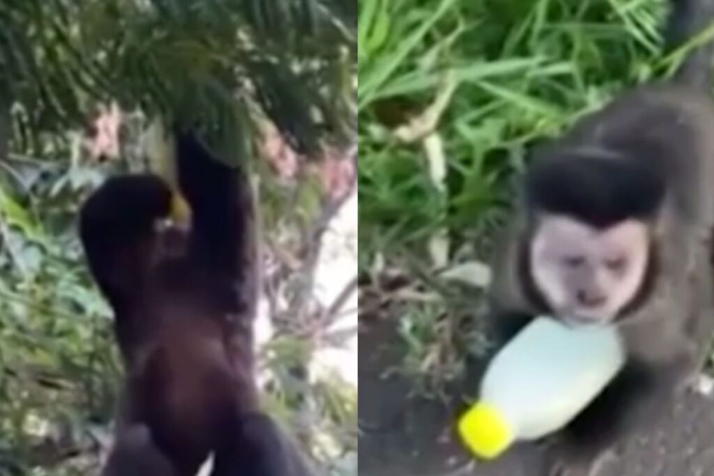 macaco-rouba-caldo-de-cana-2 macaco-rouba-caldo-de-cana (2)